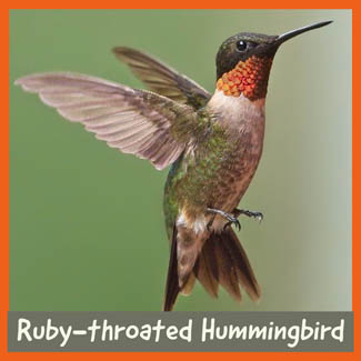 Ruby-throated Hummingbird
